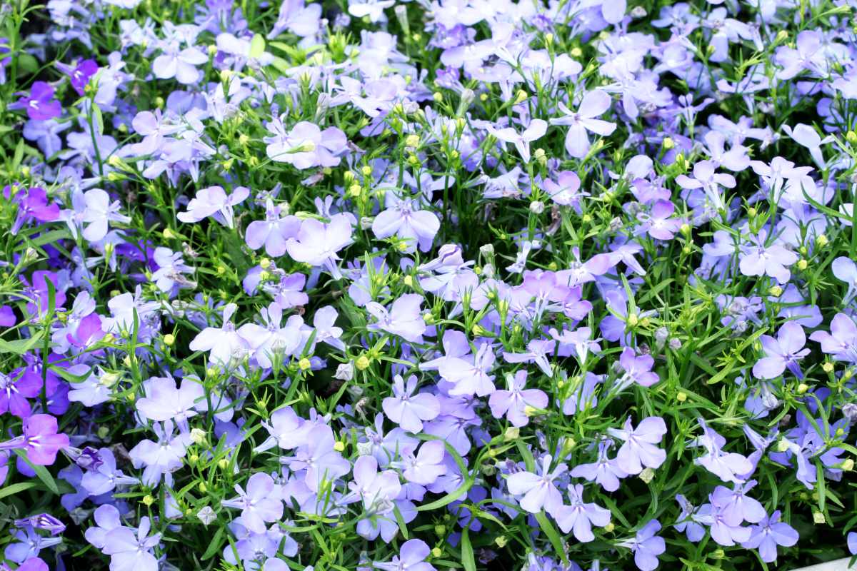 Riviera Sky Blue Riviera Sky Blue