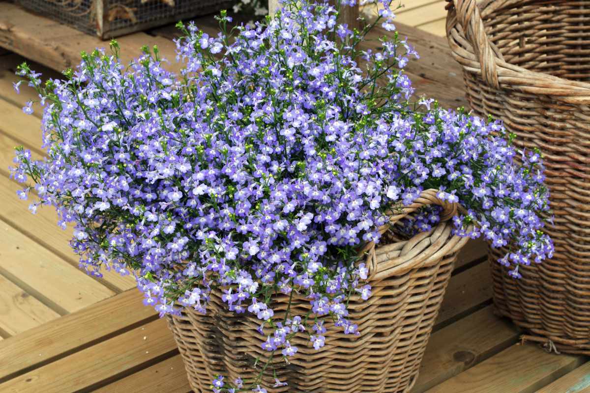 Periwinkle Blue Periwinkle Blue