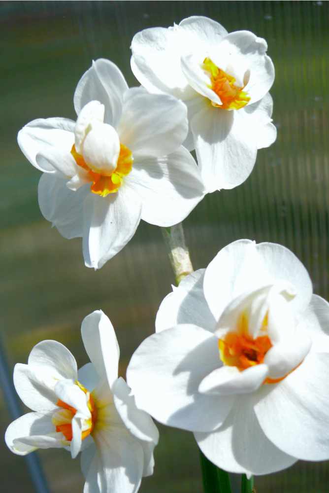 Royal Bouquet 8 W-O Royal Bouquet 8 W-O