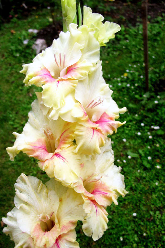 Falenopsis