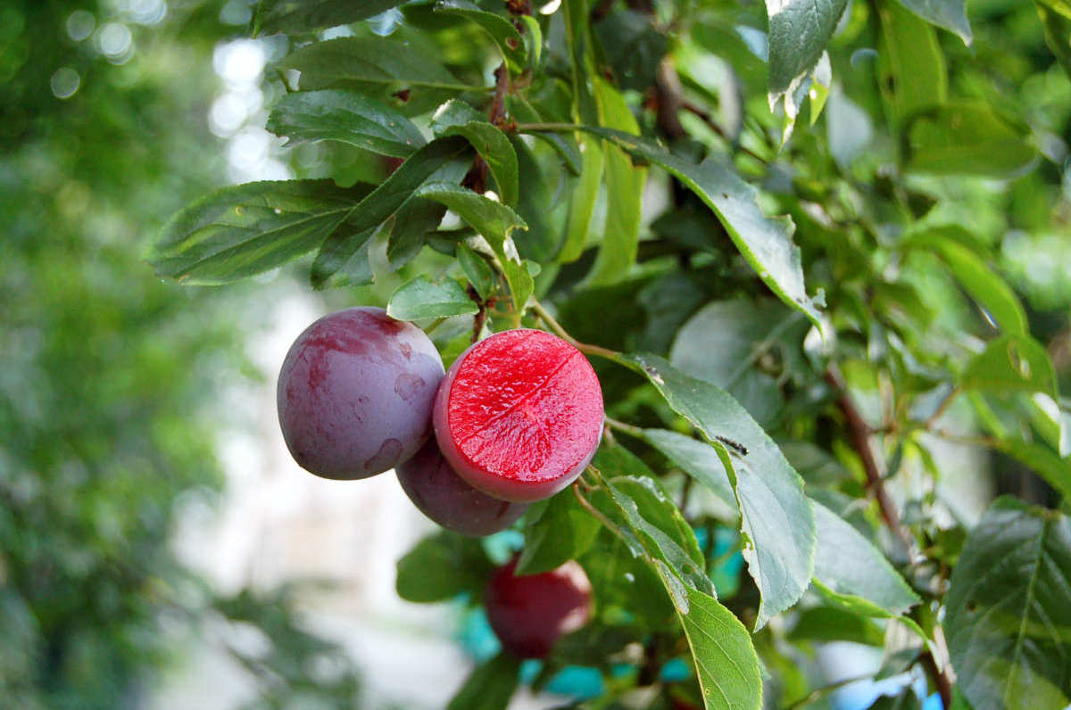 Cherrycose na řezu Cherrycose na řezu