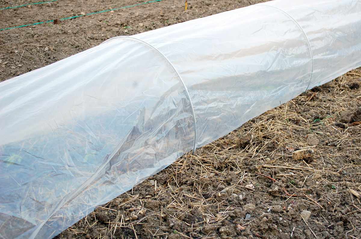 Foliový kryt proti mrazíkům postihujícím květy jahodníku Mrazíky ničí i květy jahod