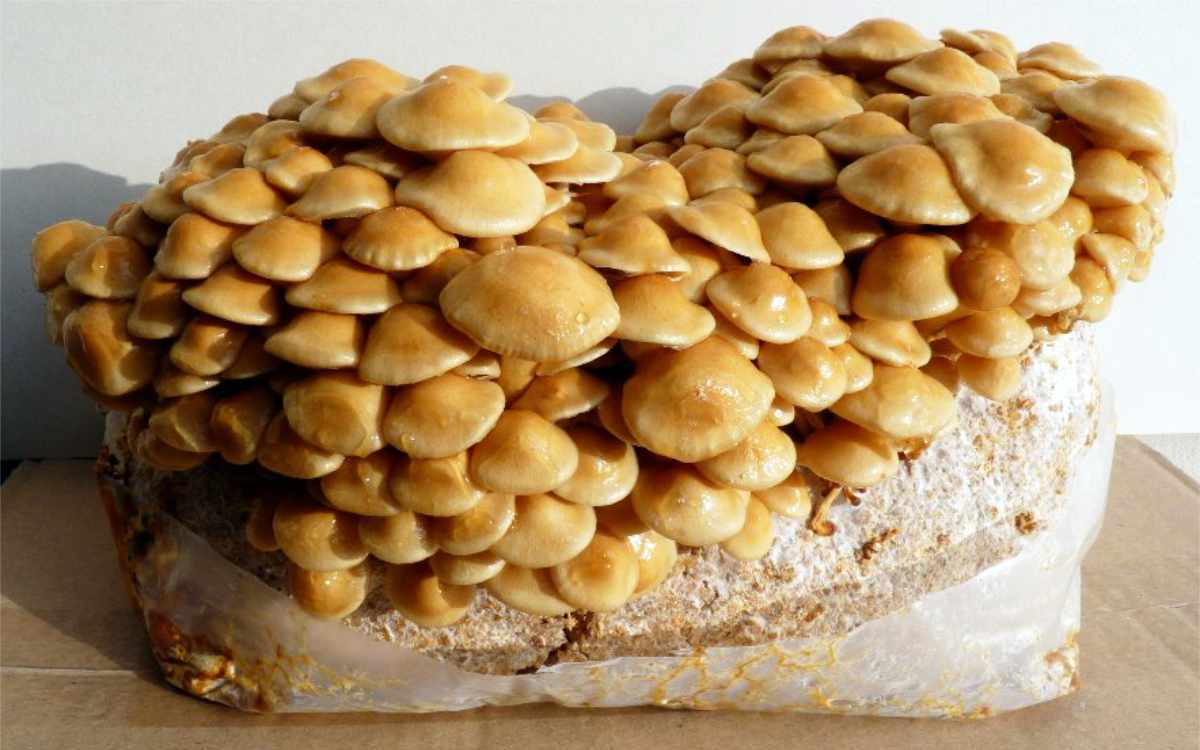 Šupinovka nameko Šupinovka nameko