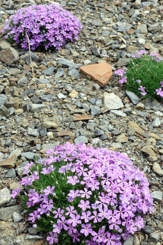 Plamenka (Phlox kelseyi) pěkně prospívá v kamenné suti Plamenka (Phlox kelseyi) pěkně prospívá v kamenné suti