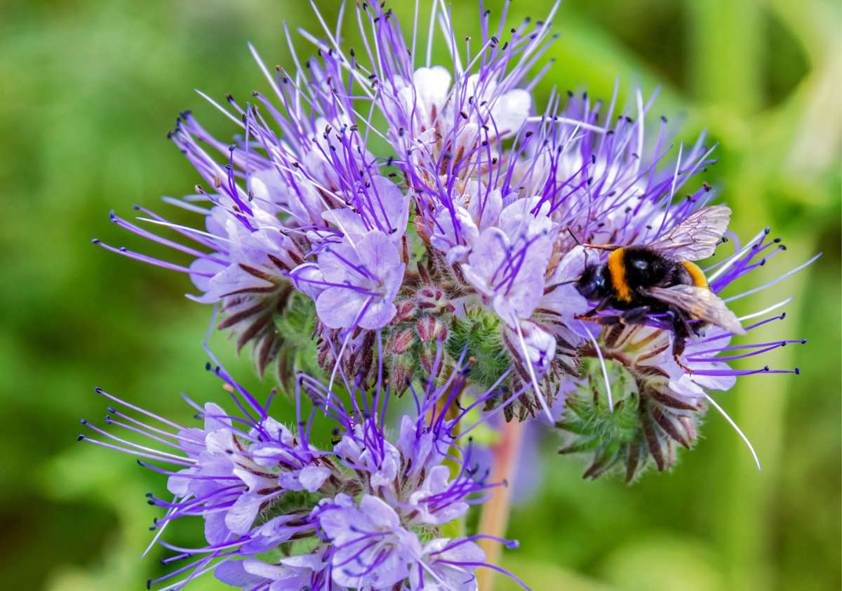Medonosná svazenka vratičolistá; foto Shutterstock