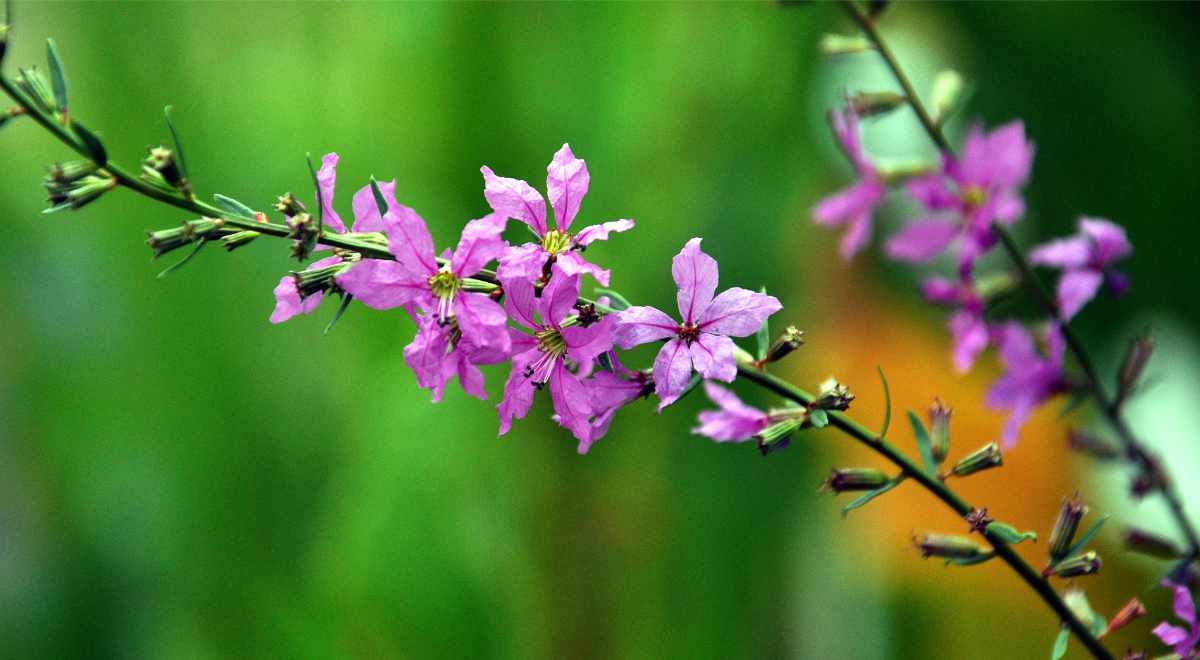 Kyprej prutnatý (Lythrum virgatum)