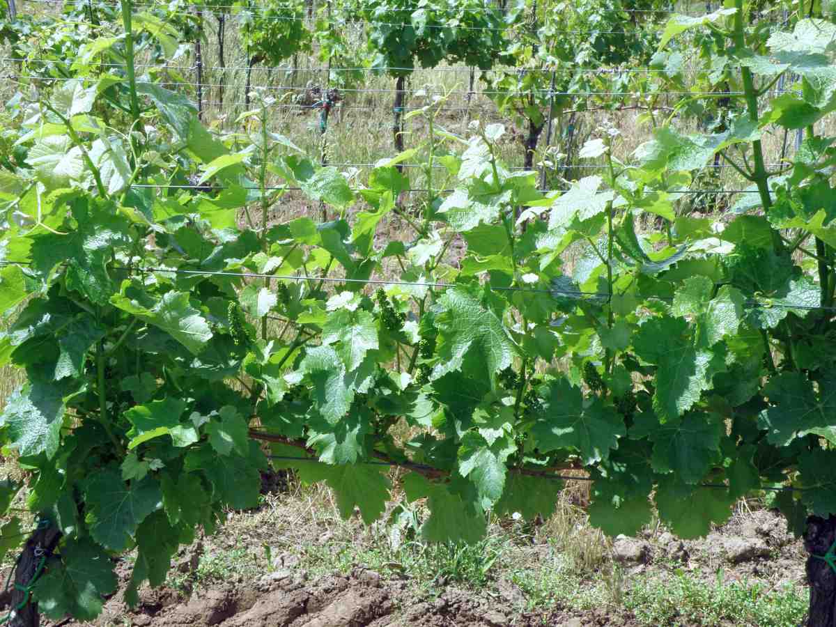 Keř odrůdy Sauvignon, u kterého nebyl provedený podlom Keř révy bez podlomu