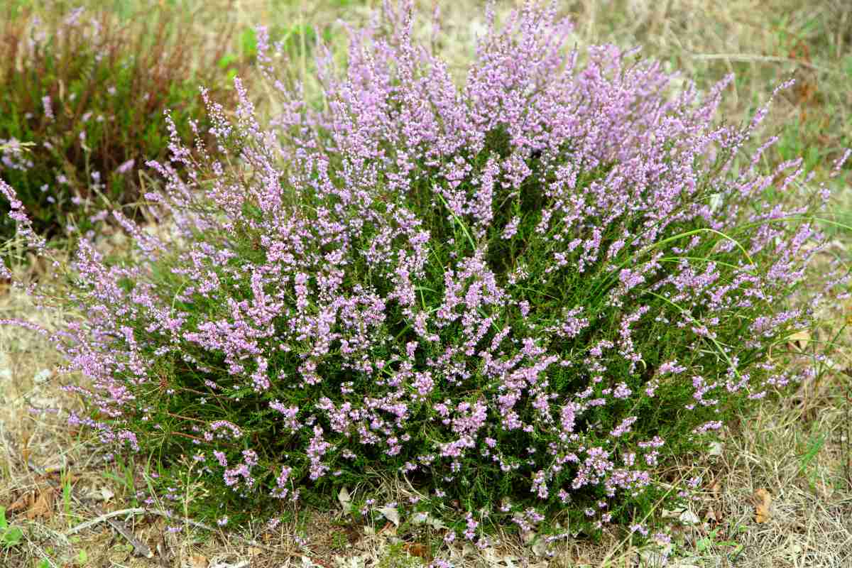 Vřes (Calluna vulgaris)