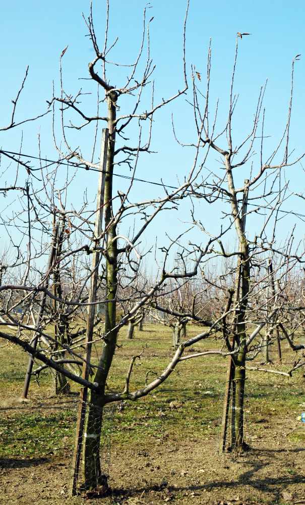 Čtrnáctileté vřeteno jabloně Gloster na podnoži J-TE-F bylo přebudováno z původního zákrsku. Čtrnáctileté vřeteno jabloně Gloster na podnoži J-TE-F bylo přebudováno z původního zákrsku.