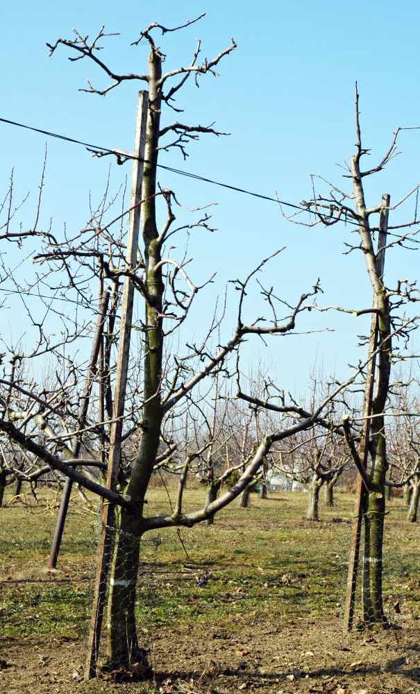 Zkrácením dvouletých výhonů nebo sesazením na mladší rozvětvení se zvětšila velikost jablek a omezila tendence stromů ke střídavé plodnosti. Zkrácením dvouletých výhonů nebo sesazením na mladší rozvětvení se zvětšila velikost jablek a omezila tendence stromů ke střídavé plodnosti.