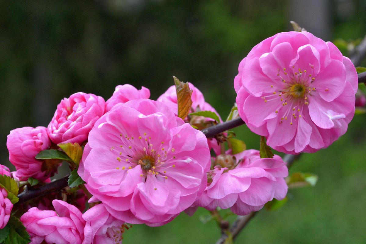 Pro krásu  zahrady: sakura, mandloň, višeň a jiné slivoně