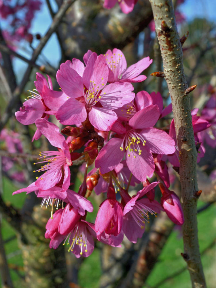 Prunus Collingwood Ingram Prunus Collingwood Ingram