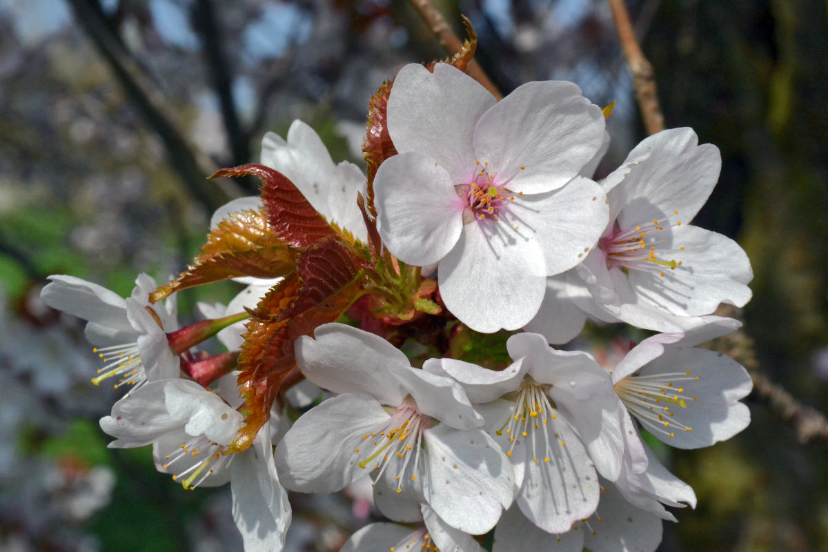 Prunus x hillieri Spire Kříženec slivoně Prunus x hillieri Spire