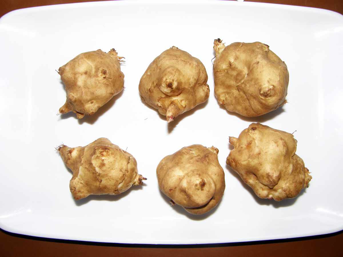 Odrůda Karin Odrůda Karin