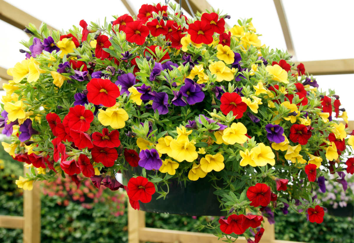 Calibrachoa v barevném stylu tři v jednom Letničky Calibrachoa 3 v 1