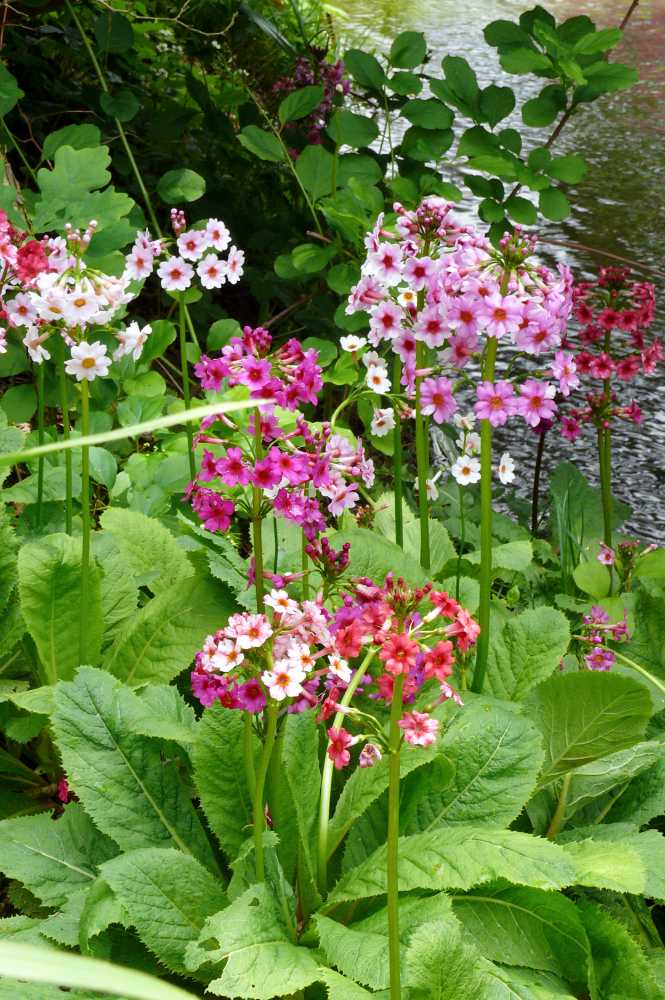 Primula japonica, směs barev