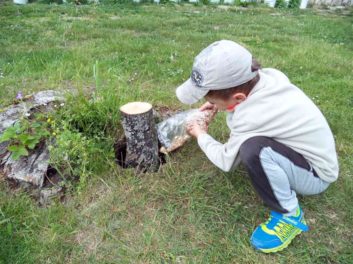 Sadbu hlívy umístíme tam, kde je největší vlhkost Sadbu hlívy umístíme tam, kde je největší vlhkost