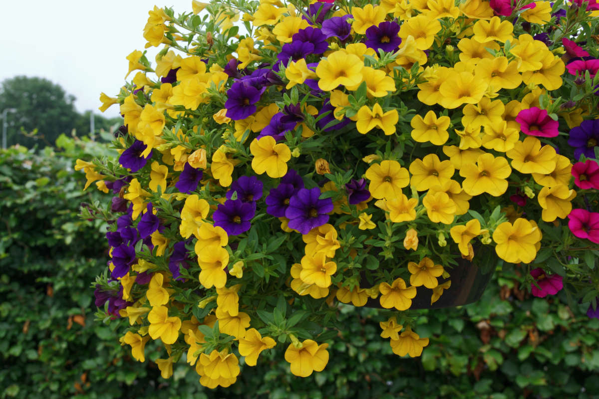 Calibrachoa umí skrýt závěsný truhlík Calibrachoa v závěsu