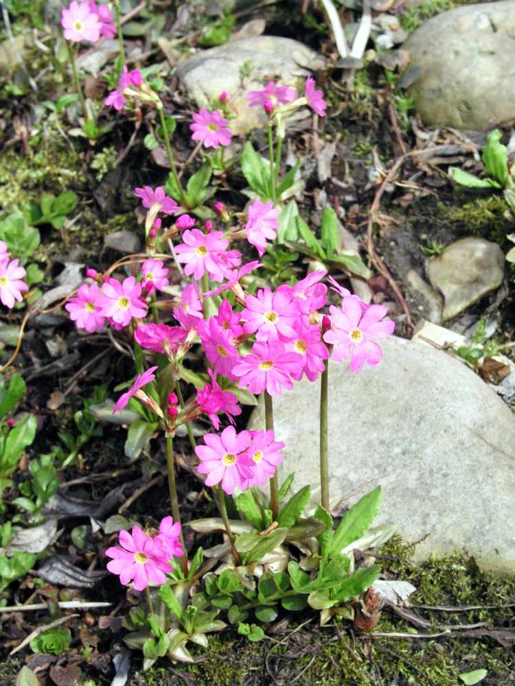 Prvosenka růžová (Primula rosea)