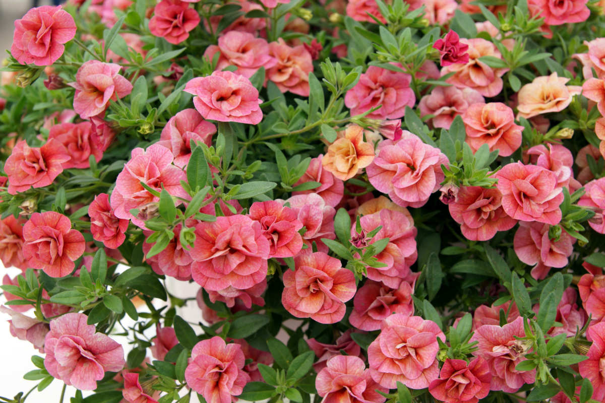 Růže kankán, další z názvů pestrých kultivarů minipetúnie: Can-Can Rose Can-Can Rose letničky Calibrachoa