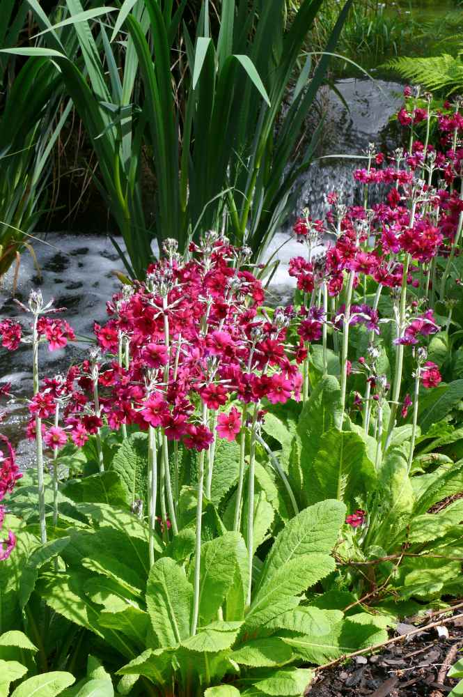 Primula japonica