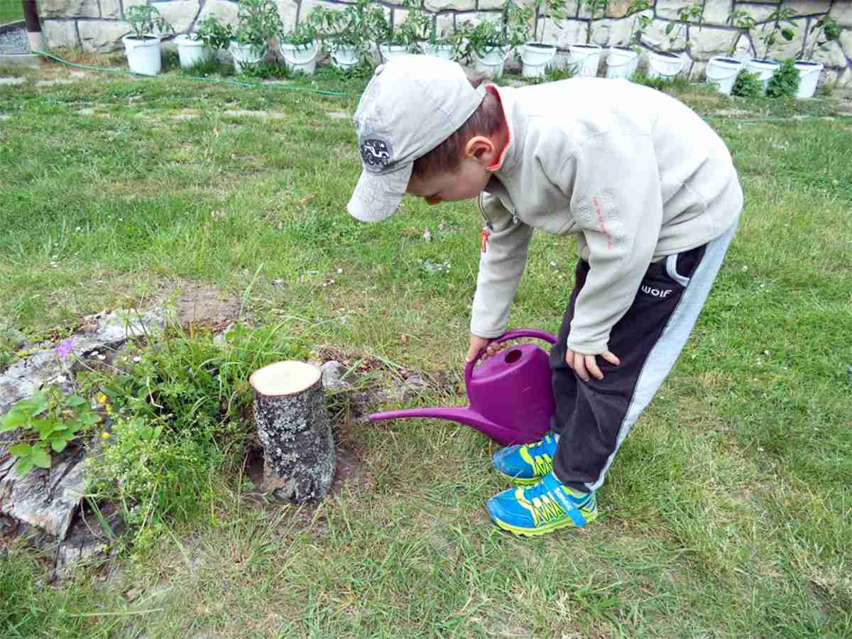 Sadbu hlívy velmi dobře zalijeme Sadbu hlívy velmi dobře zalijeme