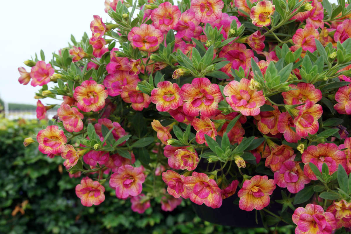Calibrachoa Chameleon Double Pink Yellow Calibrachoa Chameleon Double Pink Yellow