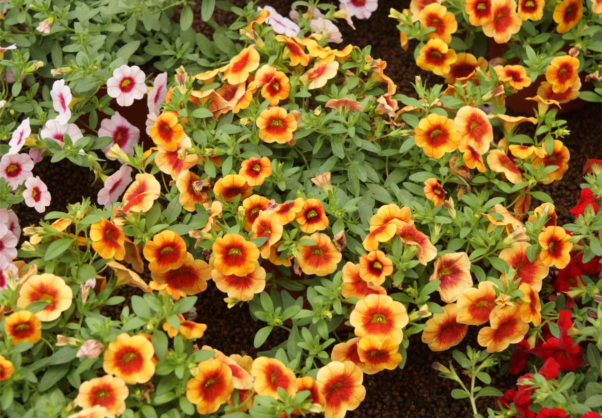 Calibrachoa Noa Apricot Calibrachoa Noa Apricot