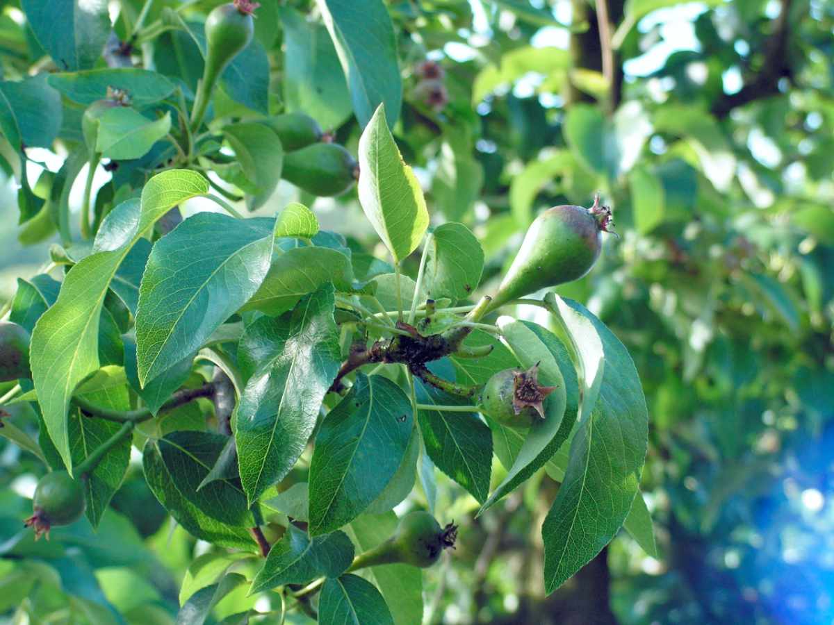 Mery na hrušni (Cacopsylla pyri, Cacopsylla pyrisuga, Cacopsylla pyricola) Mery na hrušni