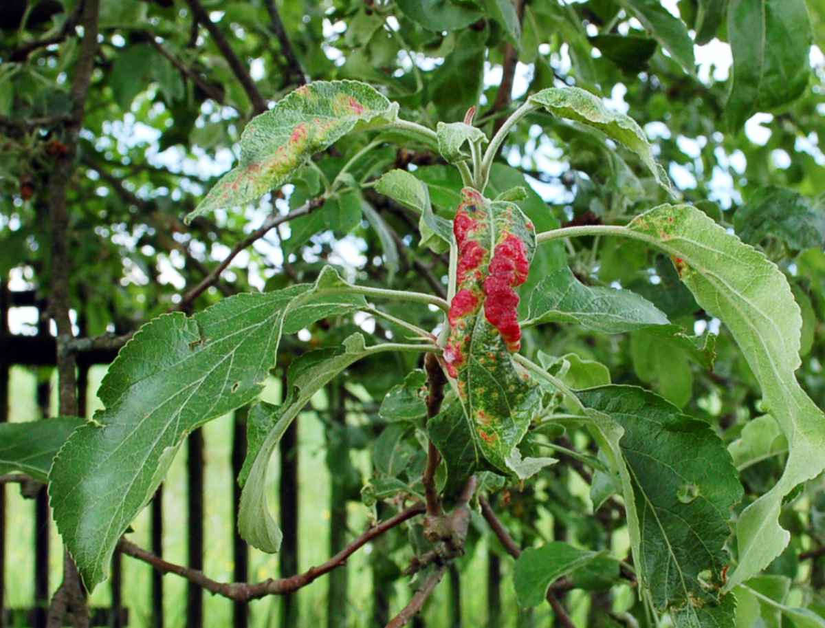 Mšice jitrocelová (Dysaphis plantaginea) Mšice jitrocelová, škůdce jádrovin