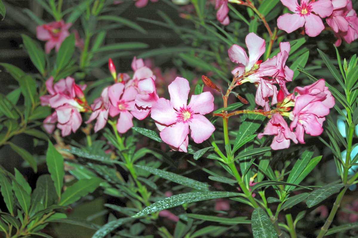Oleandr mšicím chutná Jedované květy oleandru