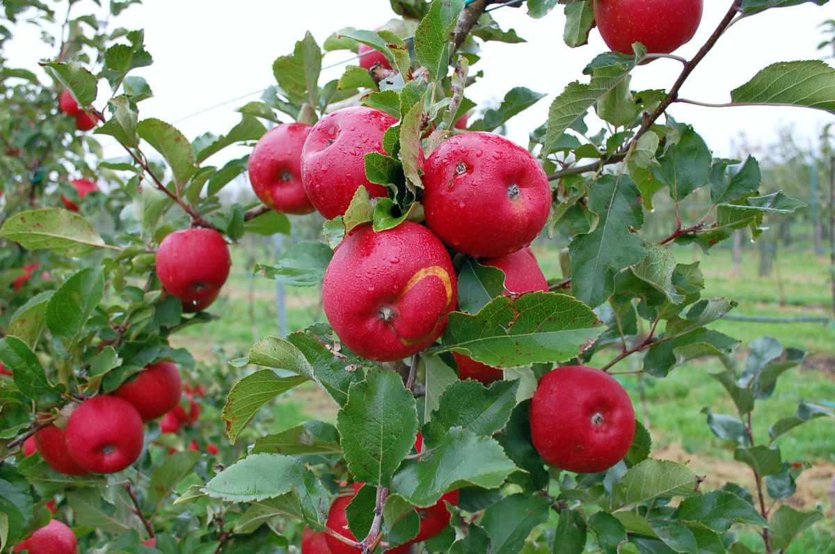 Pilatka jablečná (Hoplocampa testudinea) Hmyzí škůdce, pilatka jablečná