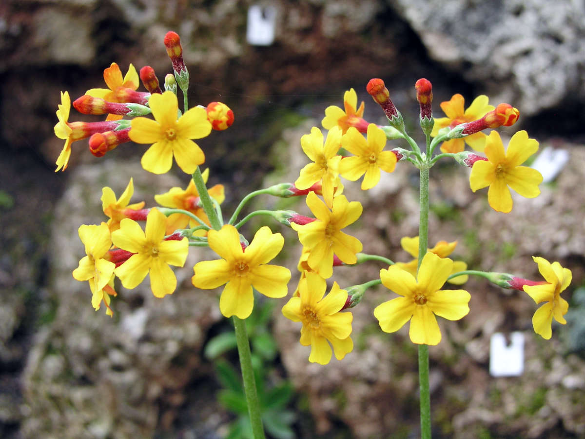 Mokřadní prvosenka Primula chungensis 