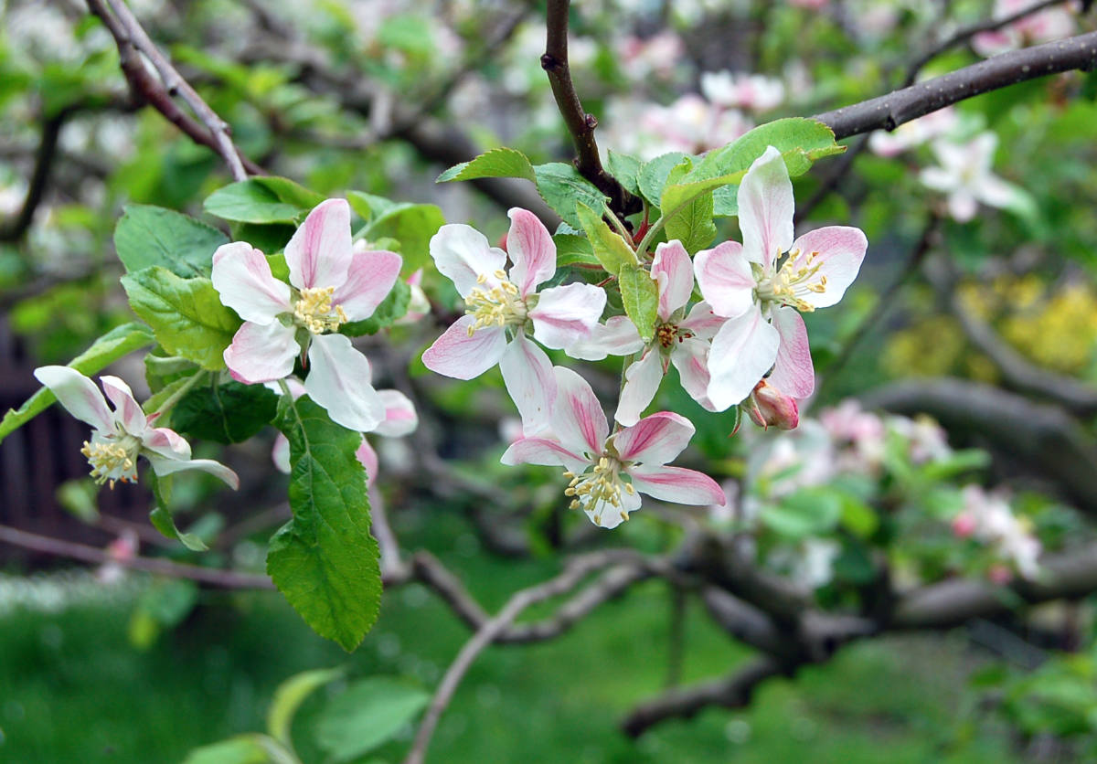 Kvetoucí Rubín ze skupiny triploidních odrůd jabloní, které se hodí opylovat diploidními, případně botanickou jabloní Rubín se řadí mezi triploidní odrůdy jabloní