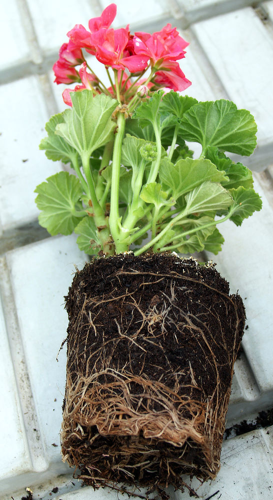 Kořeny pelargonie poškozené Pythium sp.