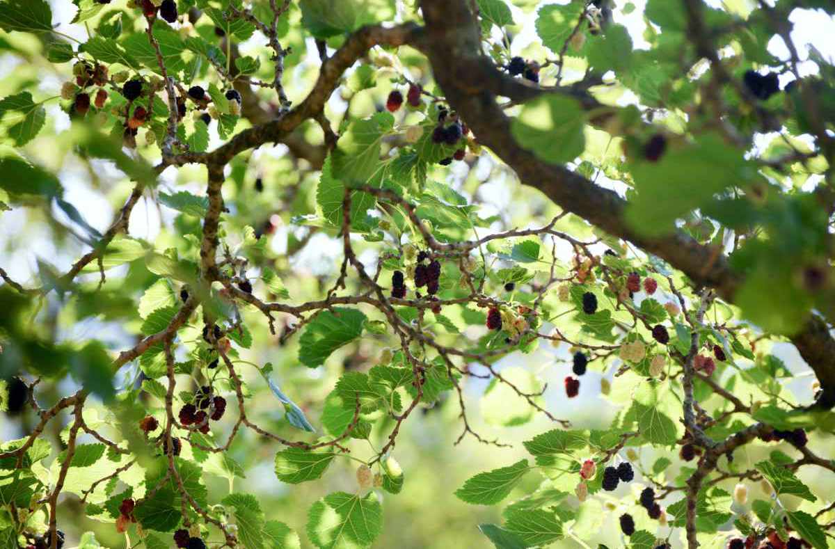 Moruše černá (Morus nigra)