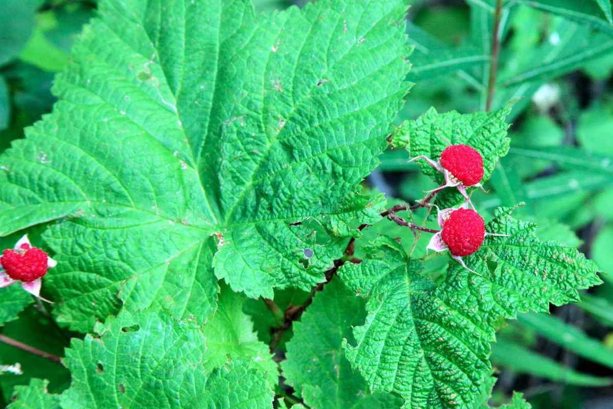 Ostružiník nutkajský (Rubus parviflorus) Ostružiník nutkajský (Rubus parviflorus)