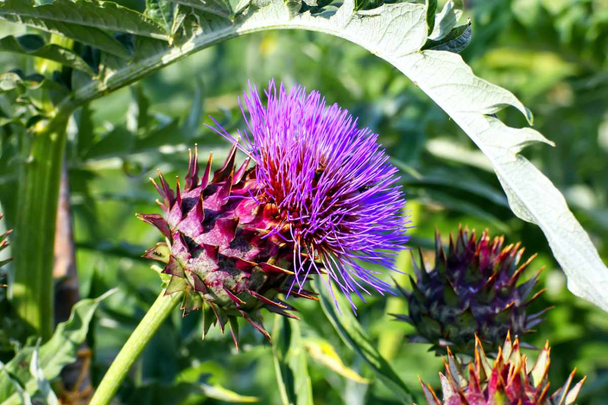 Artyčok kardový (Cynara cardunculus) v květu Artyčok kardový