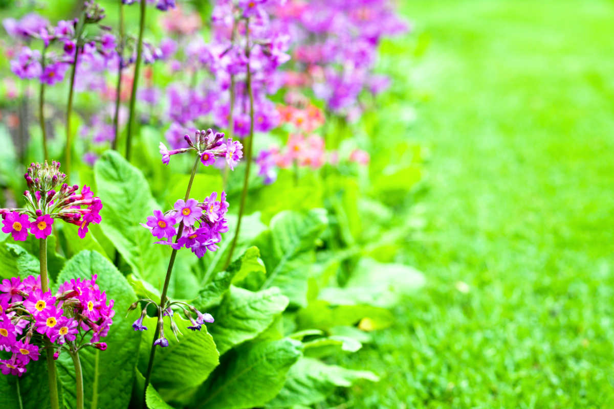 Mokřadní prvosenka Primula beesiana