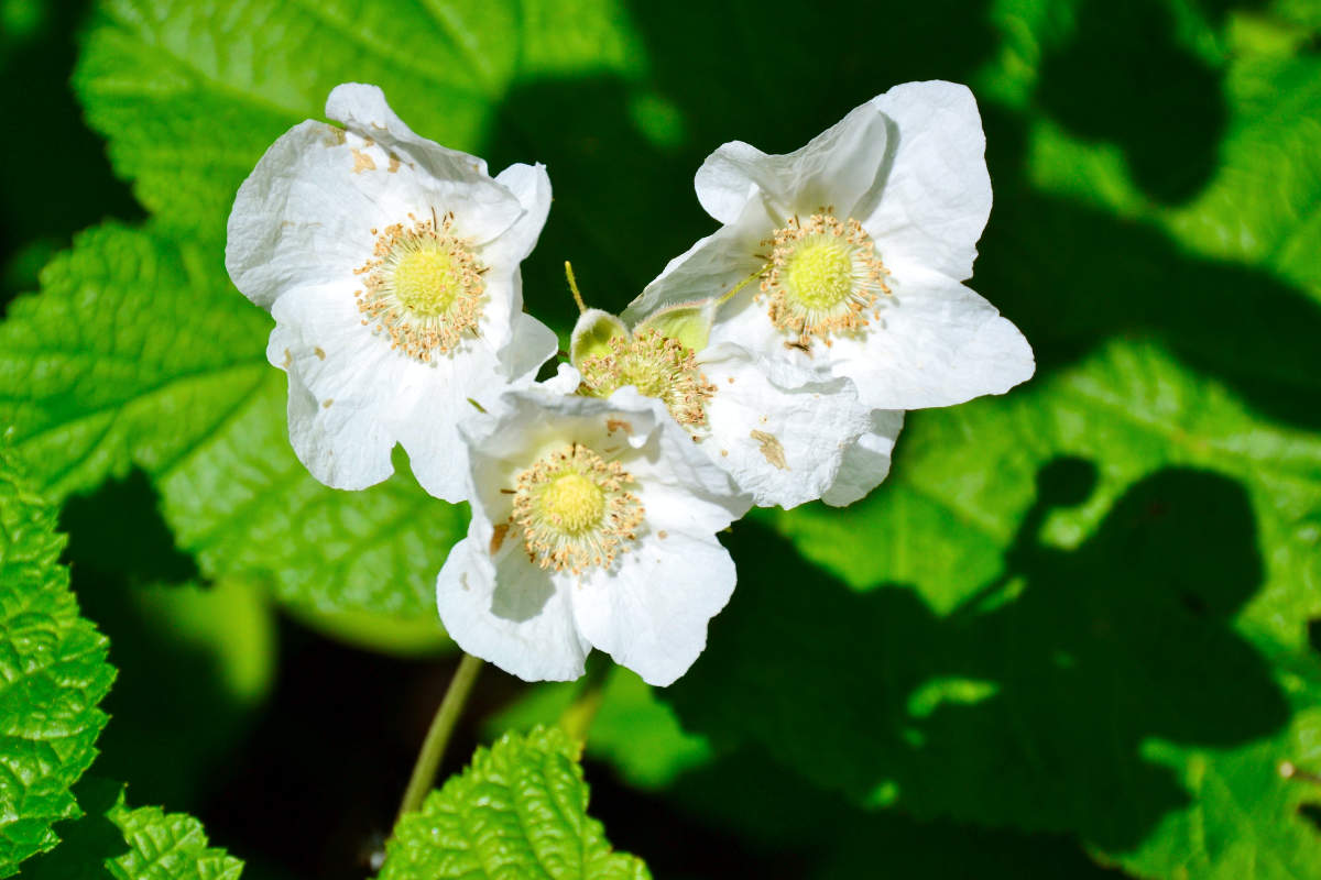 Jedny z největších květů ostružníku má ostružiník nutkajský (Rubus parviflorus) Jedny z největších květů ostružníku má ostružiník nutkajský (Rubus parviflorus)