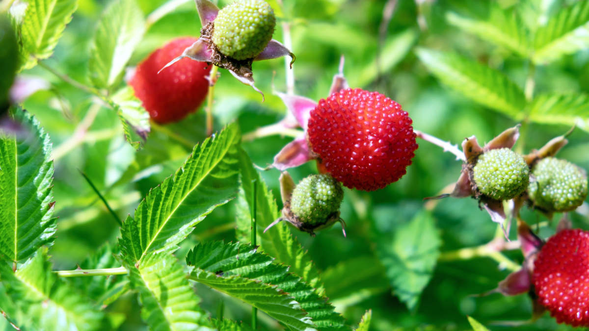 Ostružiník jahodnatý (Rubus illecebrosus) Ostružiník jahodnatý
