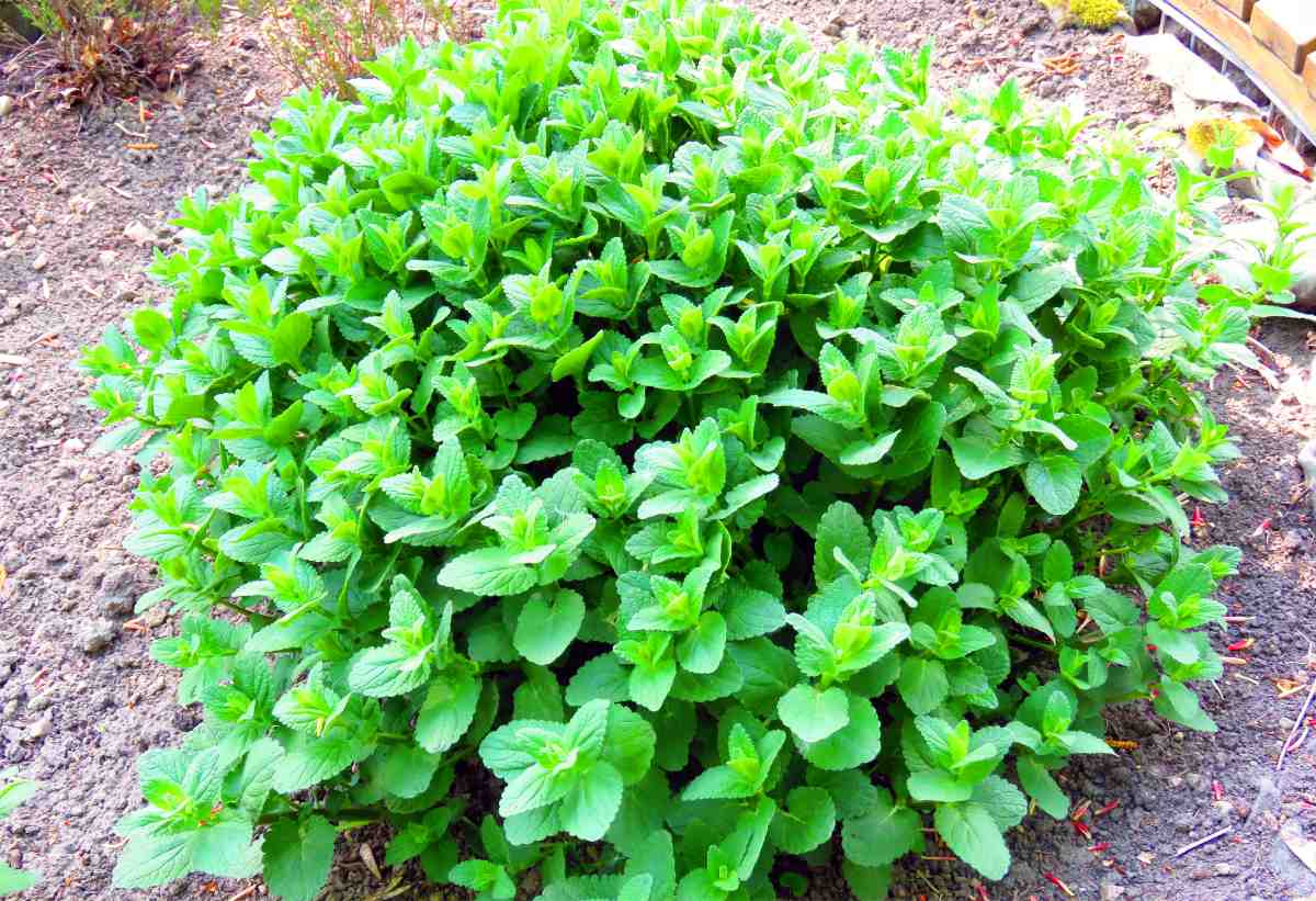 Šanta kočičí (Nepeta cataria) Šanta kočičí vábí kočky