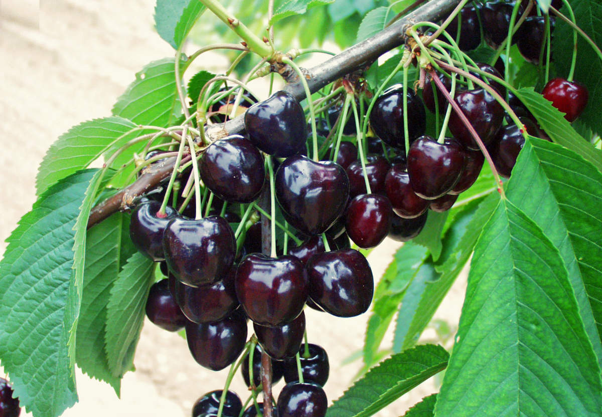 Třešně Early Korvik Chrupka odrůdy Early Korvik