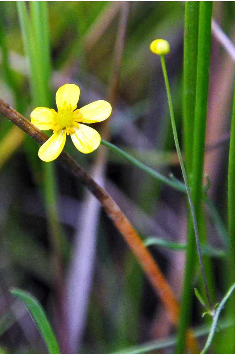 Pryskyřník plamének (Ranunculus flammula) jezerní pryskyřník plamének