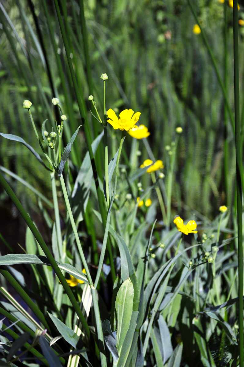 Pryskyřník velký (Ranunculus lingua) Pryskyřník velký patří mezi větší zástupce jezerních rostlin