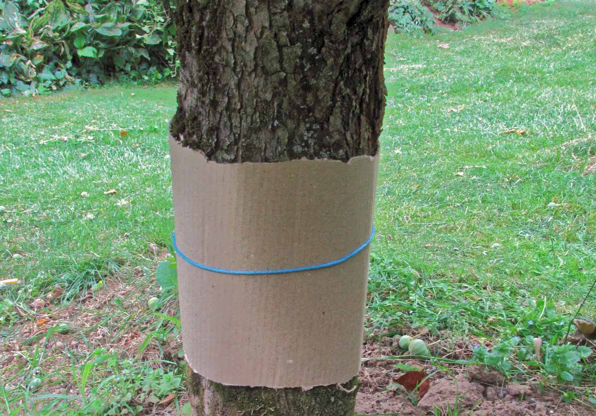 Past na obaleče jablečné: Jabloň ochrání vlnitá lepenka