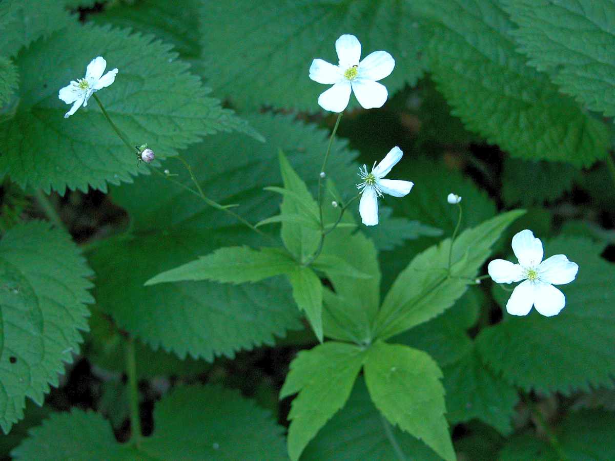 Pryskyřník omějolistý (Ranonculus aconitifolius) Pryskyřník omějolistý