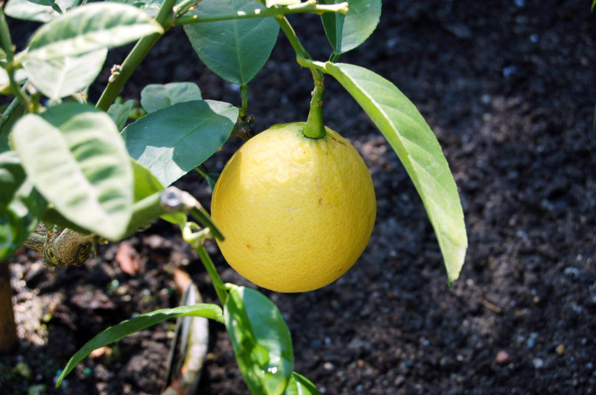 Jak letnit citrusy a běžné pokojové květiny?