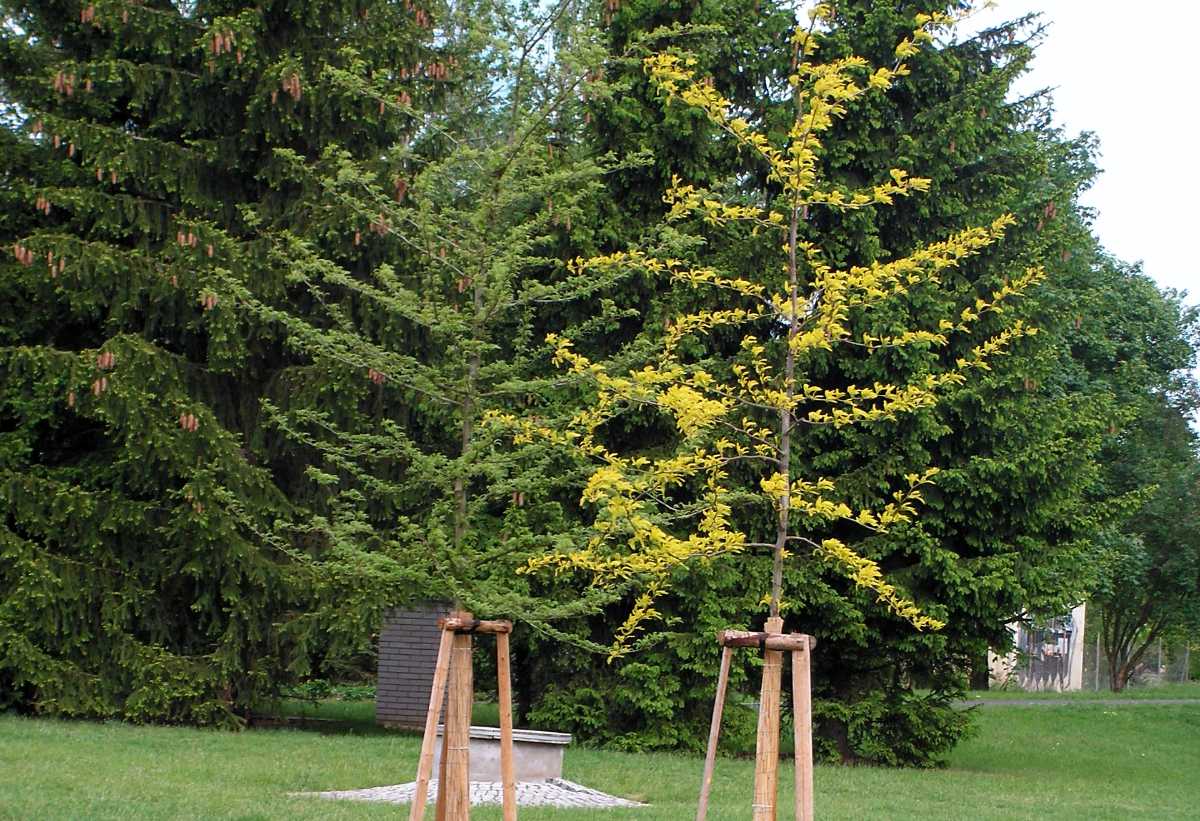 Varieta dřezovce se světlou barvou listů: Gleditsia triacanthos var. inermis Varieta dřezovce trojtrnného se světlou barvou listů