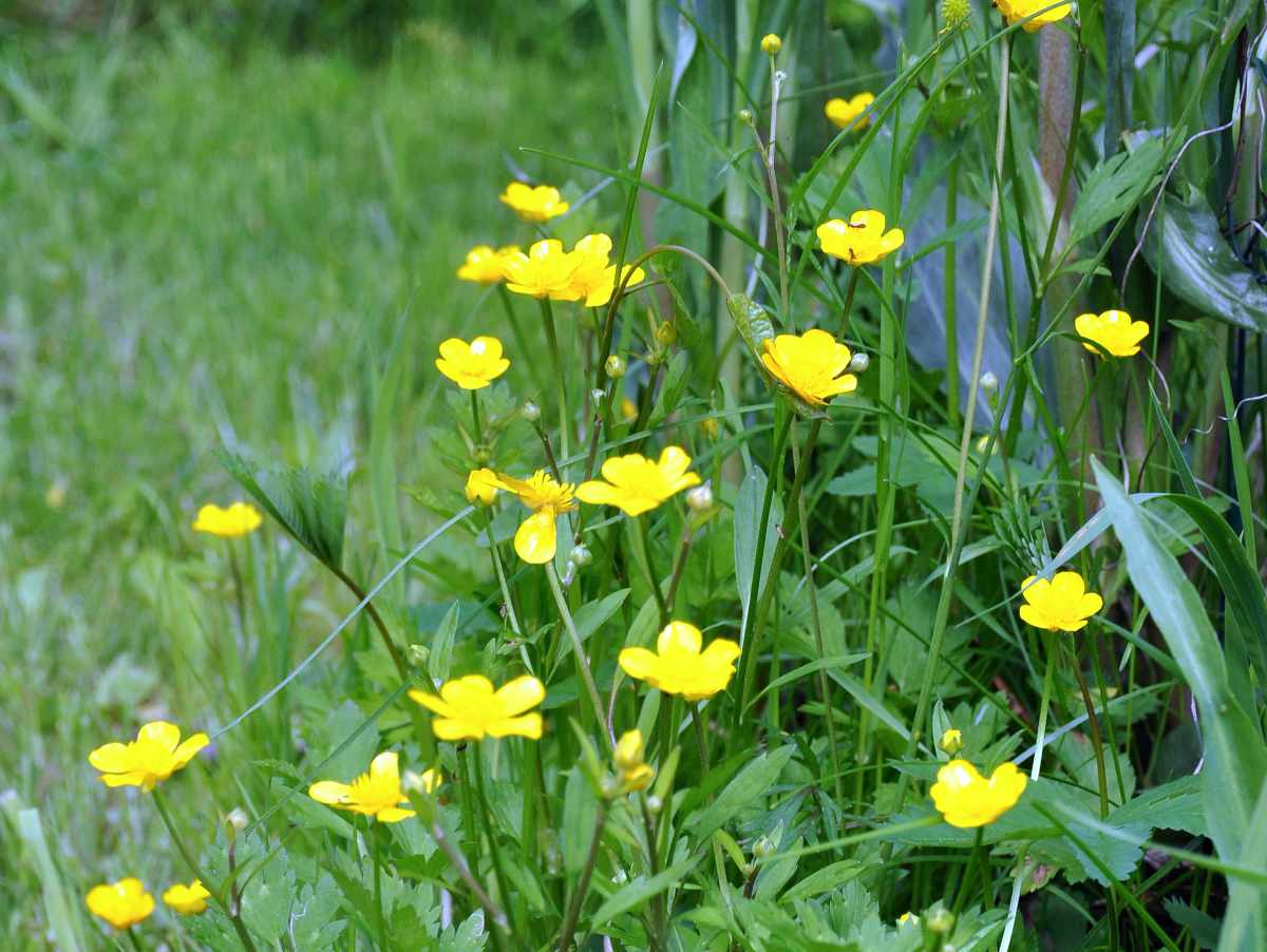Pryskyřník plazivý (Ranunculus repens) Pryskyřníky plazivé existují v různých kultivarech